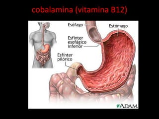 cobalamina (vitamina B12)