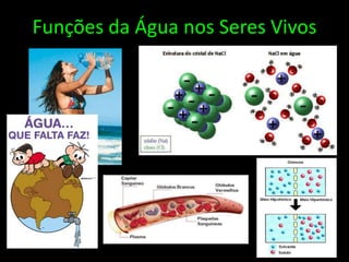 Funções da Água nos Seres Vivos