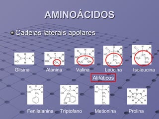 AMINOÁCIDOS Cadeias laterais apolares Glisina Alanina Valina Leucina Isoleucina Fenilalanina Triptofano Metionina Prolina Alifáticos 