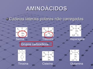AMINOÁCIDOS Cadeias laterais polares não carregadas Serina Treonina Asparagina Glutamina Tirosina Cisteína Grupos carboxílicos 
