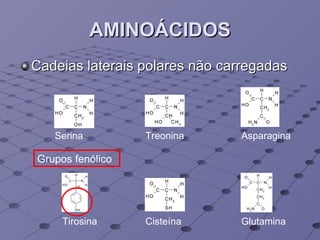 AMINOÁCIDOS Cadeias laterais polares não carregadas Serina Treonina Asparagina Glutamina Tirosina Cisteína Grupos fenólico 
