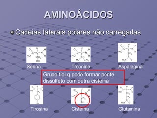 AMINOÁCIDOS Cadeias laterais polares não carregadas Serina Treonina Asparagina Glutamina Tirosina Cisteína Grupo tiol q pode formar ponte dissulfeto com outra cisteina  