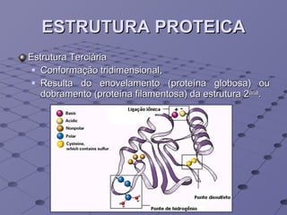 ESTRUTURA PROTEICA Estrutura Terciária Conformação tridimensional, Resulta do enovelamento (proteína globosa) ou dobramento (proteína filamentosa) da estrutura 2 ária . 