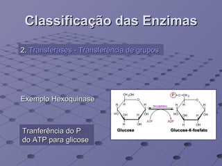Classificação das Enzimas Exemplo Hexoquinase 2.  Transferases - Transferência de grupos   Tranferência do P do ATP para glicose 