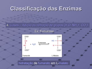 Classificação das Enzimas 4.  Liases – Adição ou remoção de grupos (H 2 O, NH 4 +, CO 2 ). Ex: Fumarase hidratação  de  fumarato  em L- malato   
