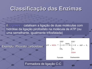 Classificação das Enzimas 6.  Ligases –  catalisam a ligação de duas moléculas com hidrólise da ligação pirofosfato na molécula de ATP (ou uma semelhante, igualmente trifosfatada) Formadora de ligação C-C  Exemplo: Piruvato carboxilase 