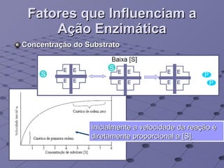 Fatores que Influenciam a Ação Enzimática Concentração do Substrato Inicialmente a velocidade da reação é diretamente proporcional a [S]. 
