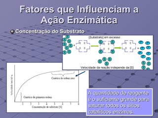 Fatores que Influenciam a Ação Enzimática Concentração do Substrato A quantidade de reagente é o suficiente grande para saturar todos os sítios catalíticos enzimas. 
