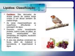 Lipídios: Classificação:

   Cerídeos: São derivados de
    ácidos graxos de cadeia longa
    unidos a um álcool também de
    cadeia longa.
   As ceras impermeabilizam as
    superfícies,      dificultando     a
    passagem de água.
   Ocorrem,      como      revestimento
    protetor, sobre a pele, os pêlos, as
    penas,        exoesqueleto       dos
    artrópodes; em vegetais, recobrem
    frutos e folhas.
   A cera das abelhas constroem os
    favos, além de maleável e
    consistente, é impermeável à
    água.
 
