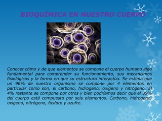 BIOQUÍMICA EN NUESTRO CUERPO

Conocer cómo y de que elementos se compone el cuerpo humano algo
fundamental para comprender su funcionamiento, sus mecanismos
fisiológicos y la forma en que su estructura interactúa. Se estima que
un 96% de nuestro organismo se compone por 4 elementos en
particular como son, el carbono, hidrogeno, oxígeno y nitrógeno. El
4% restante se compone por otros y bien podríamos decir que el 99%
del cuerpo está compuesto por seis elementos. Carbono, hidrogeno,
oxigeno, nitrógeno, fosforo y azufre.

 
