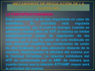 LA FOSFOFRUCTOQUINASA
Este mecanismo, es la mas importante en caso de
mamíferos,
Su
actividad
está
regulada
principalmente por el nivel de energía: cuando se
observan niveles altos de ATP, el enzima se inhibe
alostéricamente (modo de regulación de las
enzimas por el que la unión de una molécula en
una ubicación modifica las condiciones de unión
de otra molécula, en otra ubicación distante de la
enzima), disminuyendo la afinidad del enzima por
la fructosa 6-Fosfato. La relación inhibidora del
ATP se contrarresta por el AMP, de manera que
cuanto menor sea la relación ATP/AMP, mayor será
la actividad del enzima.

 