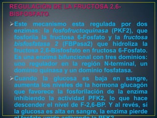 Este mecanismo esta regulada por dos
enzimas: la fosfofructoquinasa (PKF2), que
fosforila la fructosa 6-Fosfato y la fructosa
bisfosfatasa 2 (FBPasa2) que hidroliza la
fructosa 2,6-Bisfosfato en fructosa 6-Fosfato.
Es una enzima bifuncional con tres dominios:
uno regulador en la región N-terminal, un
dominio quinasa y un dominio fosfatasa.
Cuando la glucosa es baja en sangre,
aumenta los niveles de la hormona glucagón
que favorece la fosforilación de la enzima
inhibiendo la actividad PFK2, lo que hace
descender el nivel de F-2,6-BP. Y al revés, si
la glucosa es alta en sangre, la enzima pierde

 