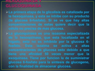 La primera etapa de la glicolisis es catalizada por
la hexoquinasa, y esta se inhibe con su producto
(la glucosa 6-fosfato). Si se ve que hay altas
concentraciones de estas quiere decir que la
célula no precisa de mas glucosa.
La glucoquinasa es una isozoma especializada
de la hexoquinasa, que esta localizada en el
hígado, esta no es inhibida por la glucosa 6fosfato. Esta isozima se activa a altas
concentraciones de glucosa esto debido a que
tiene una afinidad 50 veces menor que la
exoquinasa. Tiene por funcion la de suministrar
glucosa 6-fosfato para la síntesis de glucogeno,
con la finalidad de almacenar glucosa.

 