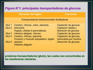 •
Ubicación del tegido

Funciones

Transportadores bidereccionales facilitadores
Glut 1
Glut 2
Glut 3
Glut 4
Glut 5

Cerebro, riñones, colon, placenta,
eirtrocitos
Hígado, células b pancreáticas,
intestino delgado, riñones
Cerebro, riñones, placenta
Corazon y musculo esqueletico, tegido
apiposo
Intestino delgado

Captación de glucosa
Captacion rápida y
liberación de glucosa
Captación de glucosa
Captación de glucosa
estimulada por insulina
Absorción de glucosa

 