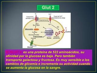 El GLUT 2; es una proteína de 522 aminoácidos, su
afinidad por la glucosa es baja. Pero también
transporta galactosa y fructosa. Es muy sensible a los
cambios de glicemia e incrementa su actividad cuando
se aumenta la glucosa en la sangre.

 