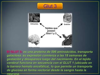 Glut 3

El GLUT 3; es una proteína de 596 aminoácidos, transporta
galactosa. su expresión comienza a las 18 semanas de
gestación y desaparece luego del nacimiento. En el tejido
cerebral funciona en secuencia con el GLUT 1 (ubicado en
la barrera hemato encefálica), lo que permite un transporte
de glucosa en forma vectorial desde la sangre hasta la
neurona.

 