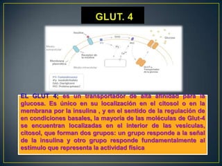 EL GLUT 4; es un transportador de alta afinidad para la
glucosa. Es único en su localización en el citosol o en la
membrana por la insulina , y en el sentido de la regulación de
en condiciones basales, la mayoría de las moléculas de Glut-4
se encuentran localizadas en el interior de las vesículas,
citosol, que forman dos grupos: un grupo responde a la señal
de la insulina y otro grupo responde fundamentalmente al
estímulo que representa la actividad física

 