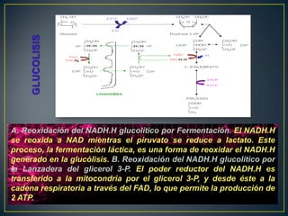 A. Reoxidación del NADH.H glucolítico por Fermentación. El NADH.H
se reoxida a NAD mientras el piruvato se reduce a lactato. Este
proceso, la fermentación láctica, es una forma de reoxidar el NADH.H
generado en la glucólisis. B. Reoxidación del NADH.H glucolítico por
la Lanzadera del glicerol 3-P. El poder reductor del NADH.H es
transferido a la mitocondria por el glicerol 3-P, y desde éste a la
cadena respiratoria a través del FAD, lo que permite la producción de
2 ATP.

 