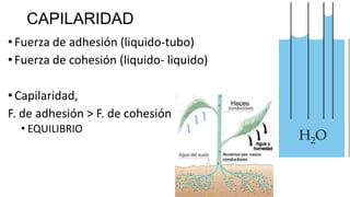 CAPILARIDAD
• Fuerza de adhesión (liquido-tubo)
• Fuerza de cohesión (liquido- liquido)
• Capilaridad,
F. de adhesión > F. de cohesión
• EQUILIBRIO

 