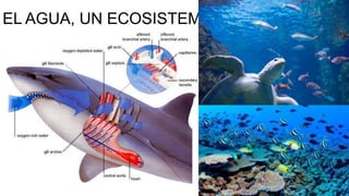 EL AGUA, UN ECOSISTEMA

 