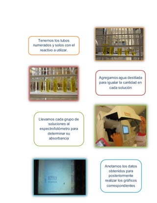 Tenemos los tubos 
numerados y solos con el 
reactivo a utilizar. 
Agregamos agua destilada 
para igualar la cantidad en 
cada solución 
Llevamos cada grupo de 
soluciones al 
espectrofotómetro para 
determinar su 
absorbancia 
Anotamos los datos 
obtenidos para 
posteriormente 
realizar los gráficos 
correspondientes 
 