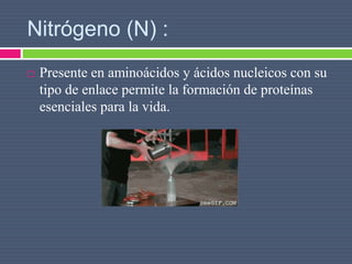 Nitrógeno (N) :
 Presente en aminoácidos y ácidos nucleicos con su
tipo de enlace permite la formación de proteínas
esenciales para la vida.
 