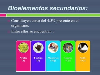 Bioelementos secundarios:
 Constituyen cerca del 4.5% presente en el
organismo.
 Entre ellos se encuentran :
Azufre
(S)
Fósforo
(P)
Magnesio
(Mg)
Calcio
(Ca)
Sodio
(Na)
 