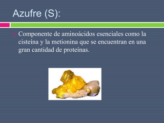 Azufre (S):
 Componente de aminoácidos esenciales como la
cisteína y la metionina que se encuentran en una
gran cantidad de proteínas.
 