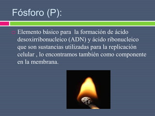 Fósforo (P):
 Elemento básico para la formación de ácido
desoxirribonucleico (ADN) y ácido ribonucleico
que son sustancias utilizadas para la replicación
celular , lo encontramos también como componente
en la membrana.
 