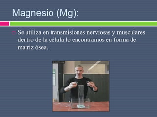 Magnesio (Mg):
 Se utiliza en transmisiones nerviosas y musculares
dentro de la célula lo encontramos en forma de
matriz ósea.
 