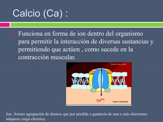 Calcio (Ca) :
 Funciona en forma de ion dentro del organismo
para permitir la interacción de diversas sustancias y
permitiendo que actúen , como sucede en la
contracción muscular.
Ion :Átomo agrupación de átomos que por pérdida o ganancia de uno o más electrones
adquiere carga eléctrica.
 