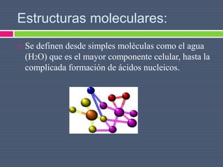 Estructuras moleculares:
 Se definen desde simples moléculas como el agua
(H2O) que es el mayor componente celular, hasta la
complicada formación de ácidos nucleicos.
 