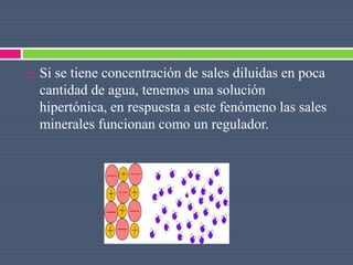  Si se tiene concentración de sales diluidas en poca
cantidad de agua, tenemos una solución
hipertónica, en respuesta a este fenómeno las sales
minerales funcionan como un regulador.
 