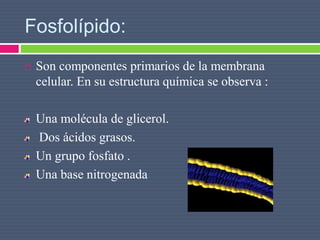 Fosfolípido:
 Son componentes primarios de la membrana
celular. En su estructura química se observa :
Una molécula de glicerol.
Dos ácidos grasos.
Un grupo fosfato .
Una base nitrogenada
 