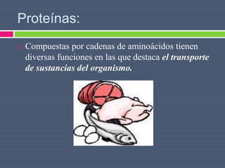 Proteínas:
 Compuestas por cadenas de aminoácidos tienen
diversas funciones en las que destaca el transporte
de sustancias del organismo.
 