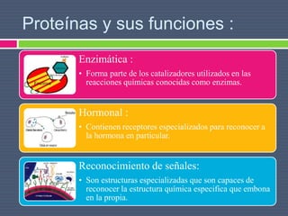 Proteínas y sus funciones :
Enzimática :
• Forma parte de los catalizadores utilizados en las
reacciones químicas conocidas como enzimas.
Hormonal :
• Contienen receptores especializados para reconocer a
la hormona en particular.
Reconocimiento de señales:
• Son estructuras especializadas que son capaces de
reconocer la estructura química especifica que embona
en la propia.
 