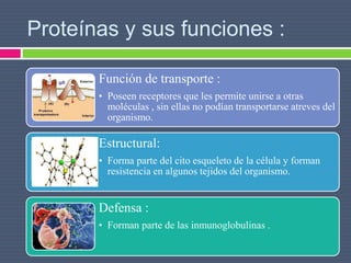 Proteínas y sus funciones :
Función de transporte :
• Poseen receptores que les permite unirse a otras
moléculas , sin ellas no podían transportarse atreves del
organismo.
Estructural:
• Forma parte del cito esqueleto de la célula y forman
resistencia en algunos tejidos del organismo.
Defensa :
• Forman parte de las inmunoglobulinas .
 
