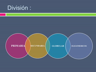División :
PRIMARIA SECUNDARIA GLOBULAR OLIGOMERICOS
 