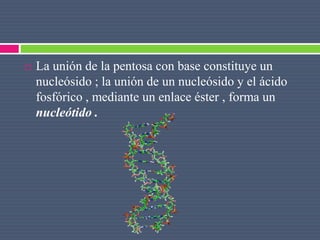  La unión de la pentosa con base constituye un
nucleósido ; la unión de un nucleósido y el ácido
fosfórico , mediante un enlace éster , forma un
nucleótido .
 
