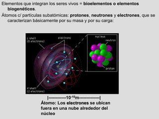 Elementos que integran los seres vivos = bioelementos o elementos
biogenéticos.
Átomos c/ partículas subatómicas: protones, neutrones y electrones, que se
caracterizan básicamente por su masa y por su carga:
|------------10-10m--------------|
Átomo: Los electrones se ubican
fuera en una nube alrededor del
núcleo
 