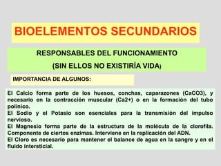 BIOELEMENTOS SECUNDARIOS
RESPONSABLES DEL FUNCIONAMIENTO
(SIN ELLOS NO EXISTIRÍA VIDA)
IMPORTANCIA DE ALGUNOS:
El Calcio forma parte de los huesos, conchas, caparazones (CaCO3), y
necesario en la contracción muscular (Ca2+) o en la formación del tubo
polínico.
El Sodio y el Potasio son esenciales para la transmisión del impulso
nervioso.
El Magnesio forma parte de la estructura de la molécula de la clorofila.
Componente de ciertos enzimas. Interviene en la replicación del ADN.
El Cloro es necesario para mantener el balance de agua en la sangre y en el
fluido intersticial.
 