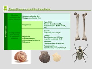 Biomoléculas o principios inmediatos
Biomoléculas
Simples
Con átomos del
mismo elemento
Compuestas
Con átomos
de elementos
diferentes
Oxígeno molecular (O2)
Nitrógeno molecular (N2)
Inorgánicas
Orgánicas
Constituidas por
polímeros de carbono e
hidrógeno
Agua (H2O)
Dióxido de carbono (CO2)
Sales minerales (NaCl, CaCO3,
etc.)
Glúcidos.
Formados por C, H y O
Lípidos.
Constituidos por C, H y un
pequeño porcentaje de O
Proteínas.
Formadas por C, H, O, N y S
Ácidos nucleicos.
Constituidos por C, H, O, N y P
 