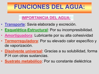 FUNCIONES DEL AGUA:
• Transporte: Savia elaborada y excreción.
• Esquelética-Estructural: Por su incompresibilidad.
• Amortiguadora: Lubricante por su alta cohesividad
• Termorreguladora: Por su elevado calor específico y
de vaporización.
• Disolvente universal: Gracias a su solubilidad, forma
P.H con otras sustancias.
• Sustrato metabólico: Por su constante dieléctrica
IMPORTANCIA DEL AGUA:
 