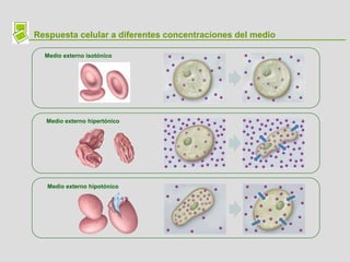 Respuesta celular a diferentes concentraciones del medio
Medio externo hipertónico
Medio externo hipotónico
Medio externo isotónico
 