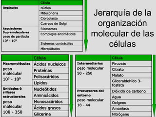 Jerarquía de la
organización
molecular de las
células
Célula
Orgánulos Núcleo
Mitocondria
Cloroplasto
Cuerpos de Golgi
Asociaciones
Supramoleculares
peso de partícula
106 - 109
Ribosomas
Complejos enzimáticos
Sistemas contráctiles
Microtúbulos
Célula
Macromoléculas
peso
molecular
103 - 109
Ácidos nucleicos
Proteínas
Polisacáridos
Lípidos
Unidades ó
sillares
estructurales
peso
molecular
100 - 350
Nucleótidos
Aminoácidos
Monosacáridos
Ácidos grasos
Glicerina
Célula
Intermediarios
peso molecular
50 - 250
Piruvato
Citrato
Malato
Gliceraldehído 3-
fosfato
Precursores del
entorno
peso molecular
18 - 44
Dióxido de carbono
Agua
Oxígeno
Amoníaco
Nitrógeno
 