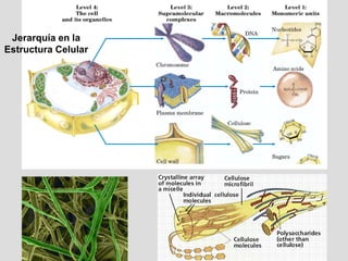 Jerarquía en la
Estructura Celular
 