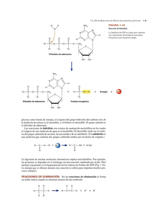 1.4 ¿Es la célula viva una fábrica de productos químicos? 1 9
H H
"'O/
w) W U
-O-P-O-P-O-P-O-CH
1 1 1 2 O
- O - O - O
Trifosfato de adenosina
OH OH
O O O
11 11 11
- O-P-O-H
1
+ Energía- O-P-O-P-O-CH
1 1 2 O
+
- O -O - O
Difosfato de adenosina Fosfato inorgánico
OH OH
glucosa como fuente de energía, el oxígeno del grupo hidroxilo del carbono seis de
la molécula de azúcar es el nucIeófilo, y el fósforo el electrófilo. El grupo saliente es
el difosfato de adenosina.
Las reacciones de hidrólisis son eventos de sustitución nucIeofílica en los cuales
el oxígeno de una molécula de agua es el nucIeófilo. El electrófilo suele ser el carbo-
no del grupo carbonilo de un éster, de una amida o de un anhídrido. (Un anhídrido es
una molécula que contiene dos grupos carbonilo unidos por un átomo de oxígeno.)
R-C-O-R ' + H
11
~ R- C -OH + R' OH
11
O O
La digestión de muchas moléculas alimenticias implica una hidrólisis. Por ejemplo,
las proteínas se degradan en el estómago en una reacción catalizada por ácido. Otro
ejemplo importante es la fragmentación de los enlaces de fosfato del ATP (Fig. 1.16).
La energía que se obtiene durante esta reacción se utiliza para impulsar muchos pro-
cesos celulares.
REACCIONES DE ELIMINACIÓN En las reacciones de eliminación se forma
un doble enlace cuando se eliminan átomos de una molécula.
H H H H
1 1 1 1
H-C-C-H ----. H-C=C-H +
1 1
A B
FIGURA 1 .16
Reacción de hidrólisis
La hidrólisis del ATP se utiliza para impulsar
una sorprendente diversidad de reacciones
bioquímicas que requieren energía.
+ H
 