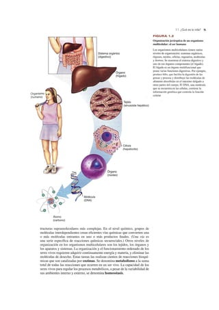 Organismo
(humano)
Átomo
(carbono)
Sistema orgánico
(digestivo)
Tejido
(sinusoide hepático)
Célula
(hepatocito)
tructuras supramoleculares más complejas. En el nivel químico, grupos de
moléculas interdependientes crean eficientes vías químicas que conviel1en una
o más moléculas entrantes en uno o más productos finales. (Una vía es
una serie específica de reacciones químicas secuenciales.) Otros niveles de
organización en los organismos multicelulares son los tejidos, los órganos y
los aparatos y sistemas. La organización y el funcionamiento ordenado de los
seres vivos requieren adquirir continuamente energía y materia, y eliminar las
moléculas de desecho. Estas tareas las realizan cientos de reacciones bioquí-
micas que son catalizadas por enzimas. Se denomina metabolismo a la suma
total de todas las reacciones que ocunen en un ser vivo. La capacidad de los
seres vivos para regular los procesos metabólicos, a pesar de la variabilidad de
sus ambientes interno y externo, se denomina homeostasis.
1.1 ¿Qué es la vida? 5
FIGURA 1 .2
Organización jerárquica de un organismo
multicelular: el ser humano
Los organismos multicelulares tienen varios
niveles de organización: sistemas orgánicos,
órganos, tejidos. células, organelos, moléculas
y átomos. Se muestran el sistema digestivo y
uno de sus órganos componentes (el hígado).
El hígado es un órgano multifuncional que
posee varias funciones digestivas. Por ejemplo,
produce bilis. que facilita la digestión de las
grasas y procesa y distribuye las moléculas de
alimento absorbidas en el intestino delgado a
otras partes del cuerpo. El DNA, una molécula
que se encuentra en las células, contiene la
información genética que controla la funció n
celular.
 
