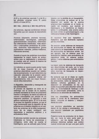 (625 g de proteínas equivale 1 g de N) y
las pérdidas urinarias como N ureico
(NUU) o N total (NTU):
BN = Nin - (NUU+4) ó BN= Nin-(NTU+2)
Así entonces, algunas condiciones clínicas
frecuentes que son causas de desnutrición
son:
Anorexia (depresión, anorexia nervosa),
enfermedades neurológicas, patologías
gastrointestinales (neoplasias, enfermeda-
des Inflamatorias intestinales, mala absor-
ción 6 enteropatías perdedoras de proteí-
nas), síndromes hipercatabólicos graves
(quemaduras extensas, politrau-matismos,
infecciones severas).
Durante el ayuno las proteínas musculares
representan la mayor fuente de amino-
ácidos para su degradación y producción
de energía; esto es, cuando la reserva de
lípidos se ha repletado.
Un individuo en ayuno puede perder hasta
6% de masa muscular por día. Las
proteínas plasmáticas pueden ser repleta-
das tempranamente, lo cual determina una
reducción ostensible de la presión osmó-
tica del plasma causando edema por
hipoproteinemia, visto con mayor frecuen-
cia en niños desnutridos.
3.-Digestión, absorción y transporte de
los aminoácidos:
El proceso de digestión se inicia en el
estómago con la acción de la pepsina,
proteasa secretada en forma de proenzima
inactiva o zimógeno; la misma se activa de
manera autocatalítica por pérdida de un
fragmento peptídico. La digestión a nivel
gástrico representa aprox. El 10 % de todo
el proceso de digestión proteica; ya que el
lugar fundamental para la digestión de las
proteínas es el intestino delgado en el cual,
tanto las proteínas de la dieta (exógenas),
como las de origen endógeno, son
degradadas a pequeños péptidos y a
aminoácidos libres.
El páncreas también secreta las proteasas
intestinales en forma de proenzimas o
zimógenos, entre ellas se cuenta el
tripsinógeno, que es activado para formar
tripsina, por la pérdida de un hexapéptido.
Estas proenzimas se activan en la luz
intestinal por acción de la enzima
enteroquinasa localizada en el borde en
cepillo del duodeno, que escinde el
tripsinógsno y lo transforma en tripsina
activa. A continuación, esta enzima activa
de modo similar al quimotnpsinógeno y las
carboxipeptidasas y más tripsinógeno.
El resultado final son dipéptidos y
tripéptidos, que son fácilmente captados
por los entericitos.
Se conocen varios sistemas de transporte
de aminoácidos al interior del entericito,
cada sistema es responsable de una clase
de aminoacidos de estructura similar. Así
por ejemplo, hay un sistema para los
aminoácidos básicos, para aminoácidos de
naturaleza ácida, un sistema prolina-
glicina, y varios sistemas para aminoácidos
neutros.
La mayor parte de sistemas de transporte
son dependientes del sodio, por lo tanto
son electrogénicos, pero también existen
otros sistemas de transporte no depen-
dientes da sodio.
Es evidente que en el ribete en cepillo
existen varios transportadores específicos
de aminoácidos, como se deduce de los
distintos defectos genéticos en la
absorción de aminoácidos en los que
existe incapacidad para absorber varios de
ellos, (ej. Enfermedad.de Hartnup) o sólo
de un determinado aminoácido, como la
deficiencia de absorción de metionina.
Una vez absorbidos, los aminoácidos
pasan a través de la membrana baso
lateraL utilizando el sistema L indepen-
diente de sodio.
Los péptidos absorbidos se escinden
dentro de las células a aminoácidos, por
una reacción catalizada por peptidasas
intracelulares.
Posteriormente los productos de la diges-
tión van hacia la vena porta para su
utilización por los demás tejidos. Sin
embargo debemos señalar que existen
nuevas eviderias de que una gran parte
 