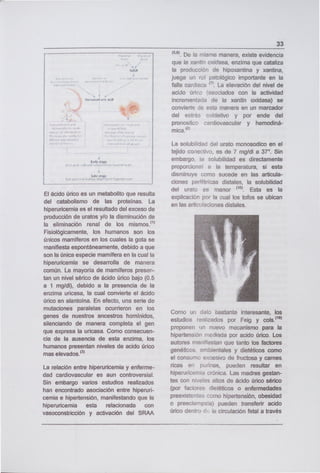 El ácido úrico es un metabolito que resulta
del catabolismo de las proteínas. La
hiperuricemia es el resultado del exceso de
producción de uratos yio la disminución de
te eliminación renal de los mismos."
Fisiológicamente, los humanos son los
únicos mamíferos en los cuales la gota se
manifiesta espontáneamente, debido a que
son la única especie mamífera en la cual la
hiperuricemia se desarrolla de manera
común. La mayoría de mamíferos presen-
tan un nivel sérico de ácido úrico bajo (0.5
a 1 mg/di), debido a la presencia de la
enzima uricasa, la cual convierte el ácido
úrico en alantoína. En efecto, una serie de
mutaciones paralelas ocurrieron en los
genes de nuestros ancestros homínidos,
silenciando de manera completa el gen
que expresa la uricasa. Como consecuen-
cia de la ausencia de esta enzima, los
humanos presentan niveles de acido úrico
mas elevados. 3
La relación entre hiperuricemia y enferme-
dad cardiovascular es aun controversieL
Sin embargo varios estudios realizados
han encontrado asociación entre hiperuri-
cemia e hipertensión, manifestando que te
hiperuricemia esta relacionada con
vasoconstricción y activación del SRAA
33
(56)
De la misma manera, existe evidencia
que la xantin oxidasa, enzima que cataliza
la producción de hipoxantina y xantina,
juega un rol patológico importante en la
falta cardiaca
(7)•
La elevación del nivel de
acido úrico (asociados con la actividad
incrementada de la xantin oxidasa) se
convierte de esta manera en un marcador
del estrés oxidativo y por ende del
pronostico cardiovascular y hemodiná-
mica.
La solubilidad del urato monosodico en el
tejido conectivo, es de 7 mg/di a 37 0. Sin
embargo, la solubilidad es directamente
proporcional a la temperatura, si esta
disminuye como sucede en las articula-
ciones periféricas distales, la solubilidad
del urato es menor Esta es la
explicación por la cual los tofos se ubican
en las articulaciones distales.
Como un dato bastante interesante, los
estudios realizados por Feig y cols. 18
proponen 'in nuevo mecanismo para la
hipertensión mediada por acido úrico. Los
autores manifiestan que tanto los factores
genéticos, ambientales y dietéticos como
el consumo excesivo de fructosa y carnes
ricas en purinas, pueden resultar en
hiperuricemia crónica. Las madres gestan-
tas con niveles altos de ácido úrico sérico
(por factores dietéticos o enfermedades
preexistentes como hipertensión, obesidad
o preeclampsa) pueden transferir acido
úrico dentro d la circulación fetal a través
 
